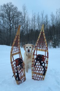 dog sitting in snowy field next to pair of snowshoes