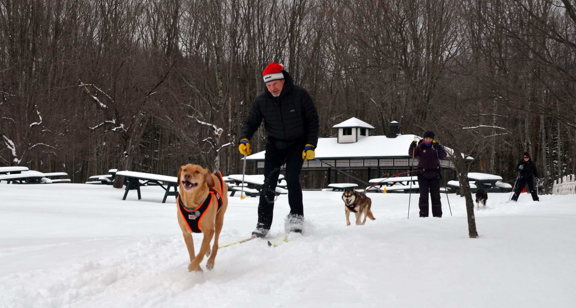 Skijoring at the Bay Cliff Health Camp in Marquette County.
