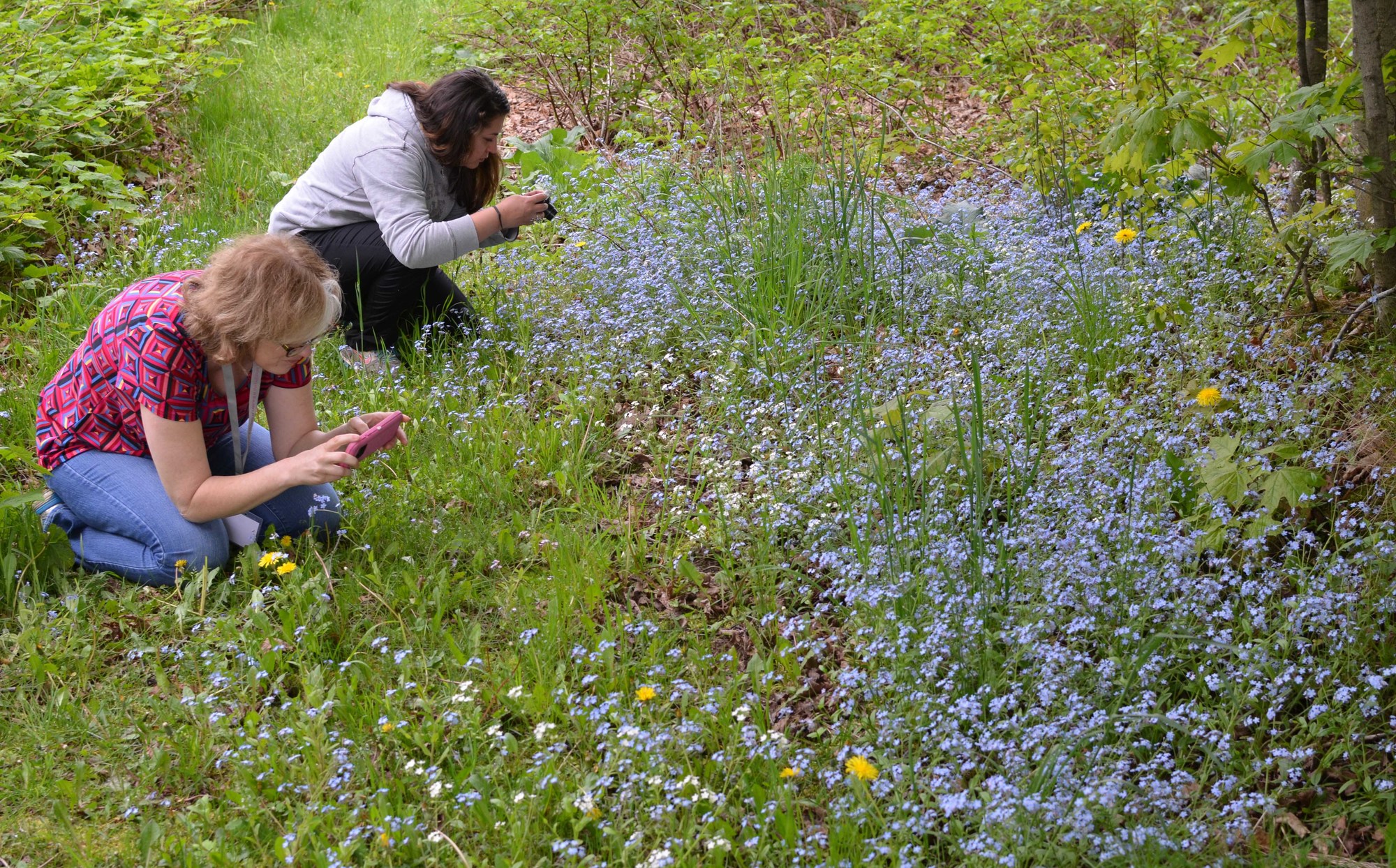 Outdoor photography students get close to some blooming forget-me-knots at the Bay Cliff Health Camp in Marquette County.