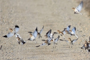 group of snow buntings lifting off ground in flight