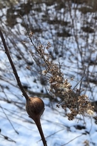 round goldenrod gall ball on goldenrod stalk
