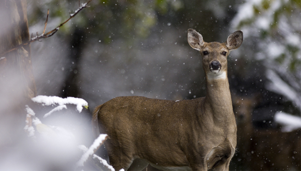 Deer Standing in Snow