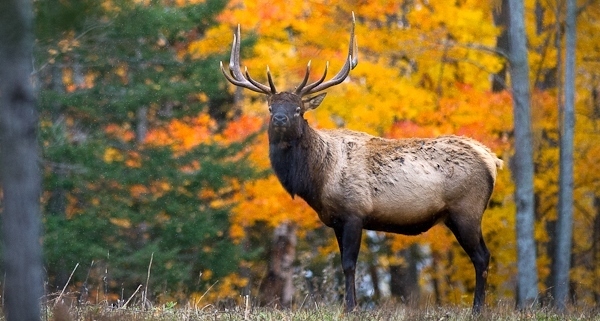 bull elk in forest