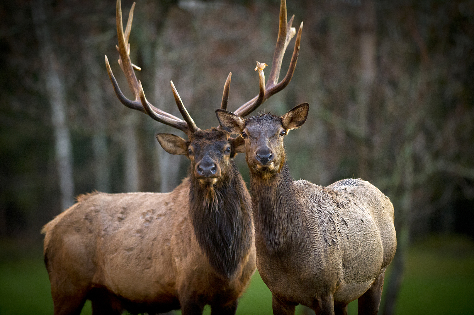 Michigan is celebrating its centennial year of elk.