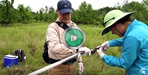 thumbnail of MSU rattlesnake research video