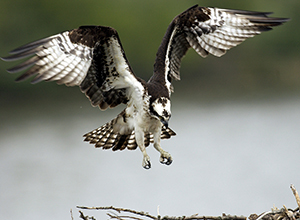 osprey in flight
