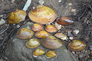 a collection of freshwater mussels on river bank