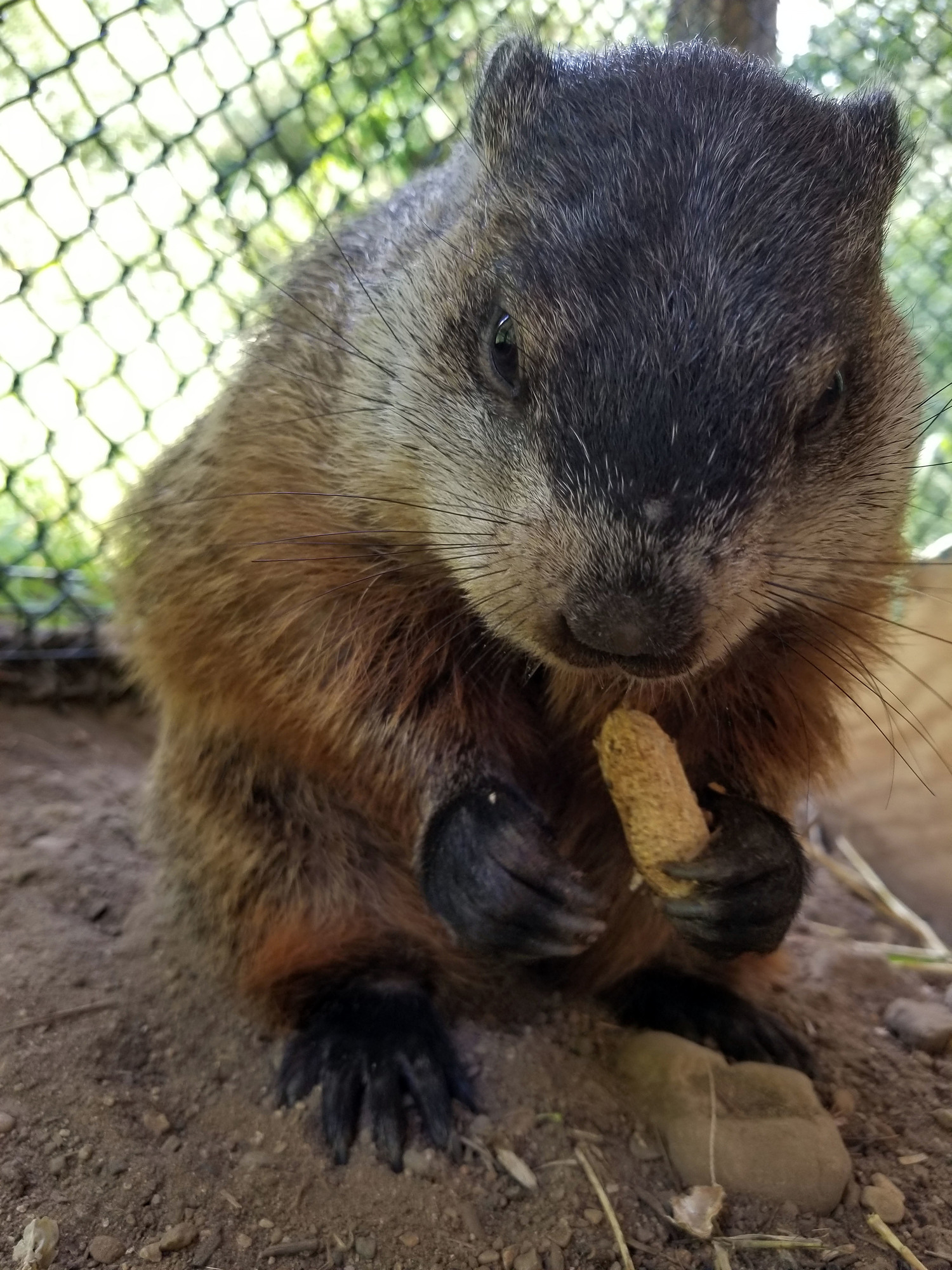 Michigan's groundhog is Woody, a female with an impressive track record of wintry predictions.