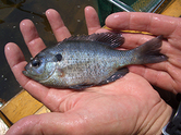 bluegill in individual's hand