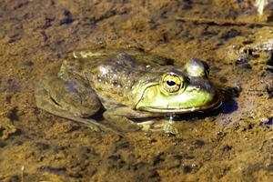 bullfrog in water