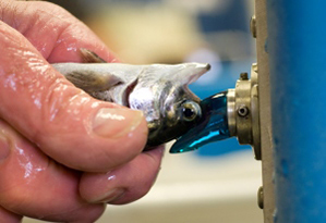 close up of Chinook salmon being tagged