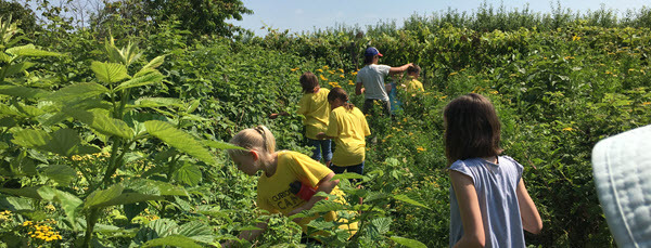 Kids picking berries in a field
