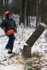 Scott Slavin, unit manager for William Mitchell State Park and the White Pine Trail in Wexford County, cuts down a tree.