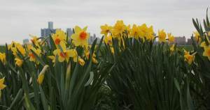 group of daffodils with Detroit skyline in background