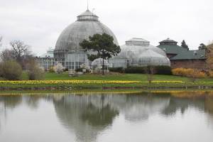 Daffodils planted in front of Anna Scripps Whitcomb Conservatory on Belle Isle