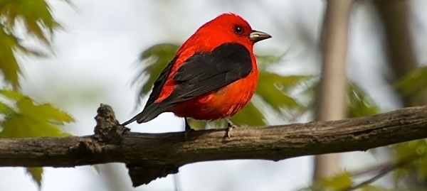 scarlet tanager perched on a branch