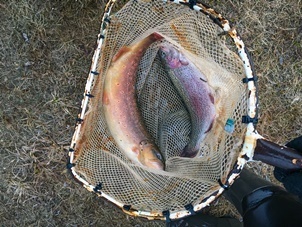 More than 4,000 trout like these recently were stocked at three southeast Michigan locations