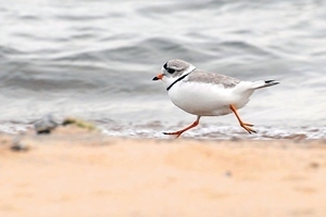 The piping plover, just one of the birds that might be spotted on a spring birding tour in Michigan