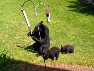 Bear climbing up on a bird feeder pole