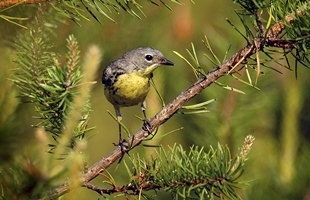 close-up view of a Kirtland's warbler in a tree; a rare bird species found only in Michigan and, recently, in Wisconsin and Canada