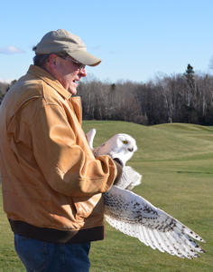 Bird rehabilitation expert Jerry Maynard gets ready to release a snowy owl in Marquette County.
