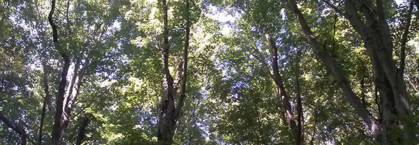 Canopy of trees