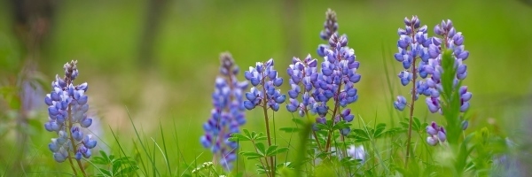 purple wildflowers in field