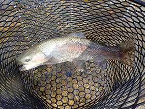 steelhead in net in water