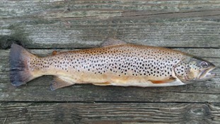 Brown trout, just one type of fish you can focus on in the DNR's Trout Trails app