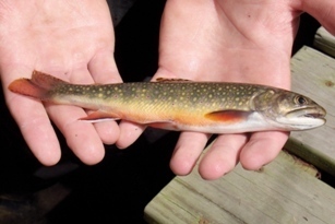 Close-up view of a brook trout