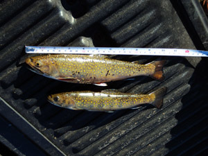A couple of brook trout caught near the old bridge.