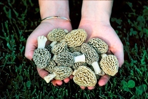 The lure of finding morel mushrooms draws people to Michigan's forests every spring.