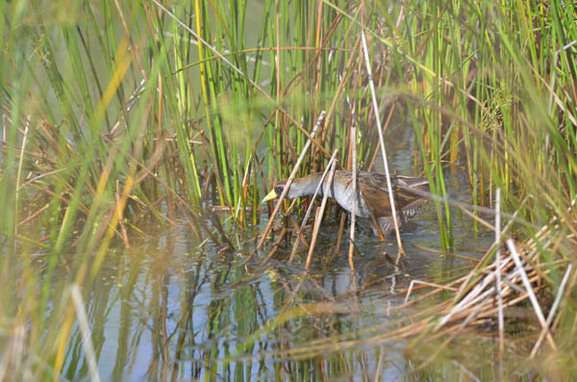 A sora skulks through a wetland in Marquette County, one of the spring migrants returning from its wintering grounds.
