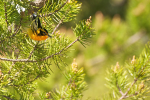 Blackburnian warblers are among the favorite migration species of birdwatchers.
