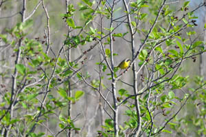 Common yellowthroats are warblers common to wetland areas in Michigan.