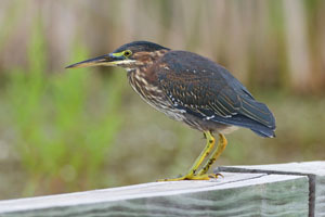 Green herons are a summertime visitor to Michigan.