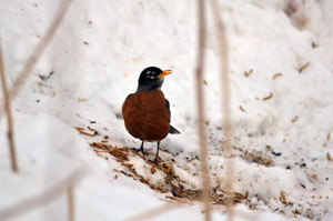 A robin arrived back to Marquette County on spring migration to find snow on the ground. A homeowner provided a meal worm breakfast.