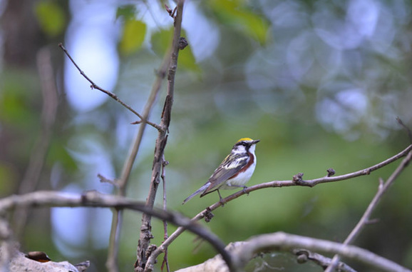A male chestnut-sided warbler sports his spring colors in Marquette County.