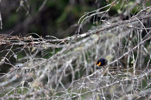 An American redstart sits on a branch over the Peshekee River in Marquette County.