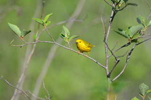 A male yellow warbler sits over a wetland area, decked out in spring plumage.