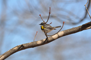 A male yellow-rumped warbler (myrtle race) is perched on a limb as spring emerges from a long winter.