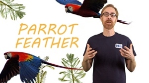 A new video from the Department of Environmental Quality gives tips on identifying invasive parrot feather.