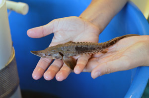 A lake sturgeon with typical coloring is seen close at hand.