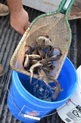 Lake sturgeon being dumped from a net into a bucket, just prior to their release.
