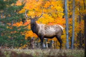 elk with big antlers in forest