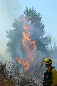 A firefighter watches as a pine tree burns Tuesday at Fayette Historic State Park in Delta County.