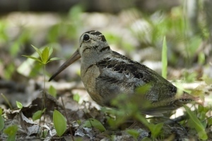 American woodcock in forest
