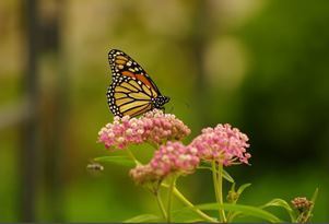 Monarch butterflies are a sure sign of spring in Michigan.