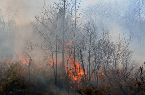 A fire sweeps through common juniper during a prescribed burn this month in Delta County.