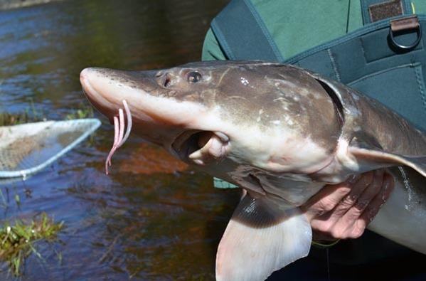 A close-up view of a Michigan lake sturgeon is shown.